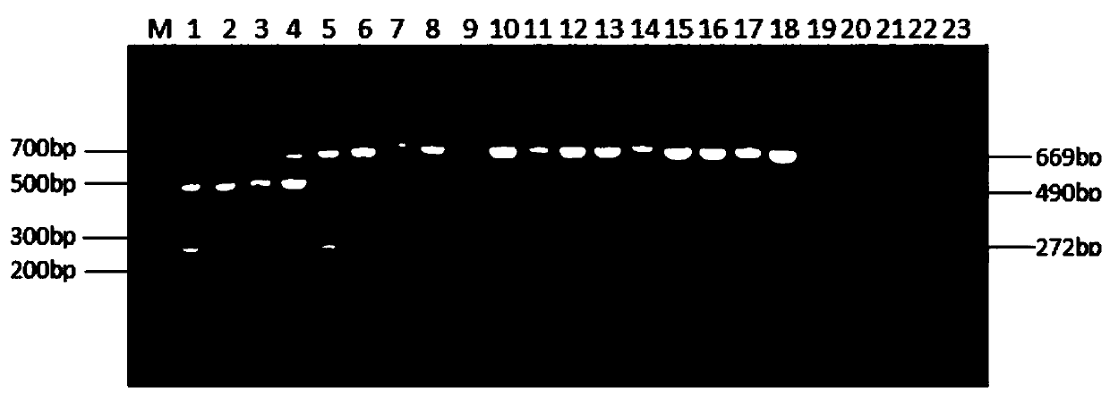 H9 and H10 subtype avian influenza virus triple RT-PCR detection primer group, kit and method