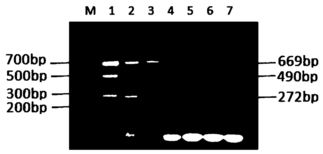 H9 and H10 subtype avian influenza virus triple RT-PCR detection primer group, kit and method