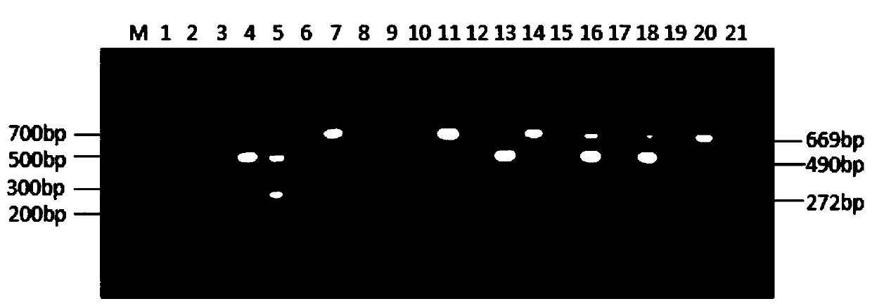 H9 and H10 subtype avian influenza virus triple RT-PCR detection primer group, kit and method