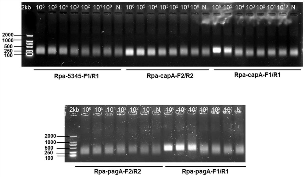 Method and complete set of reagents for detection of Bacillus anthracis by RPA combined with CRISPR technology