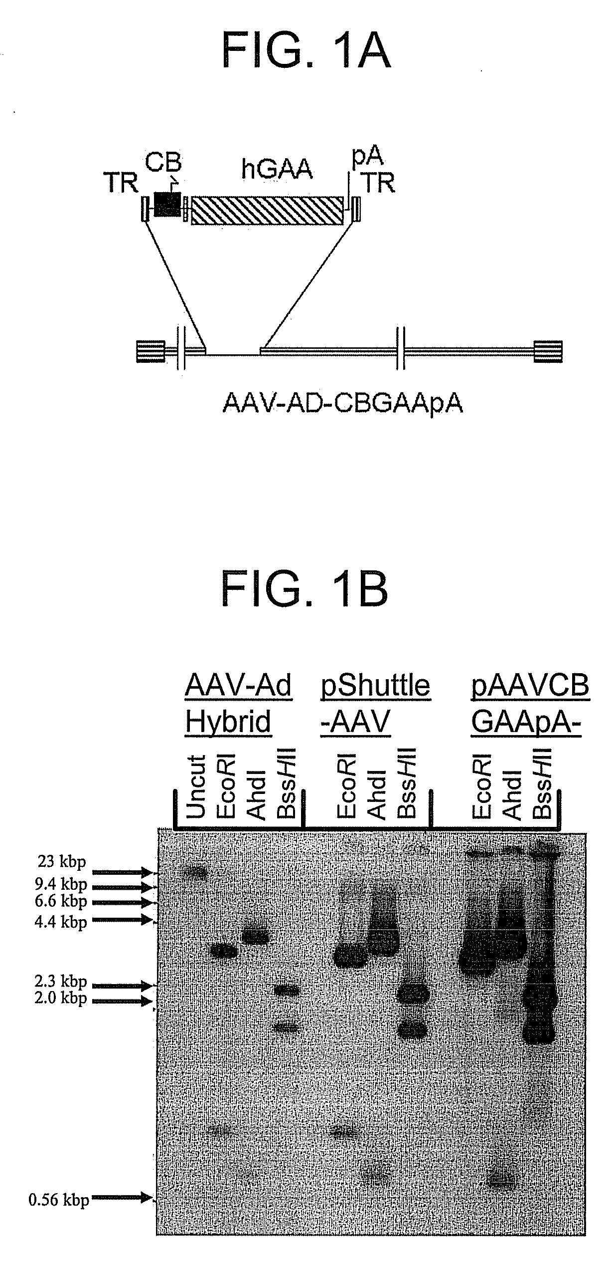 Viral vectors and methods for producing and using the same