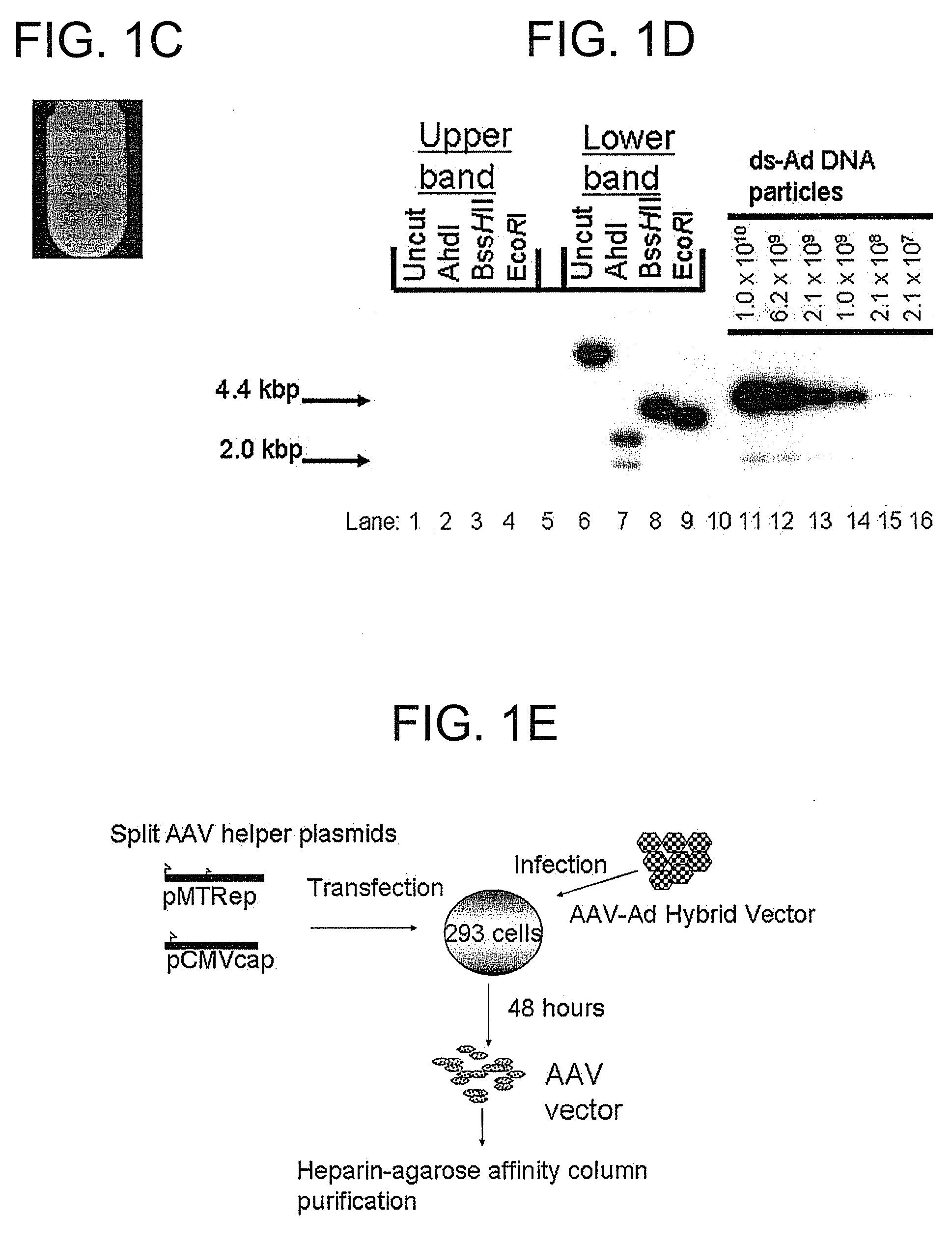 Viral vectors and methods for producing and using the same
