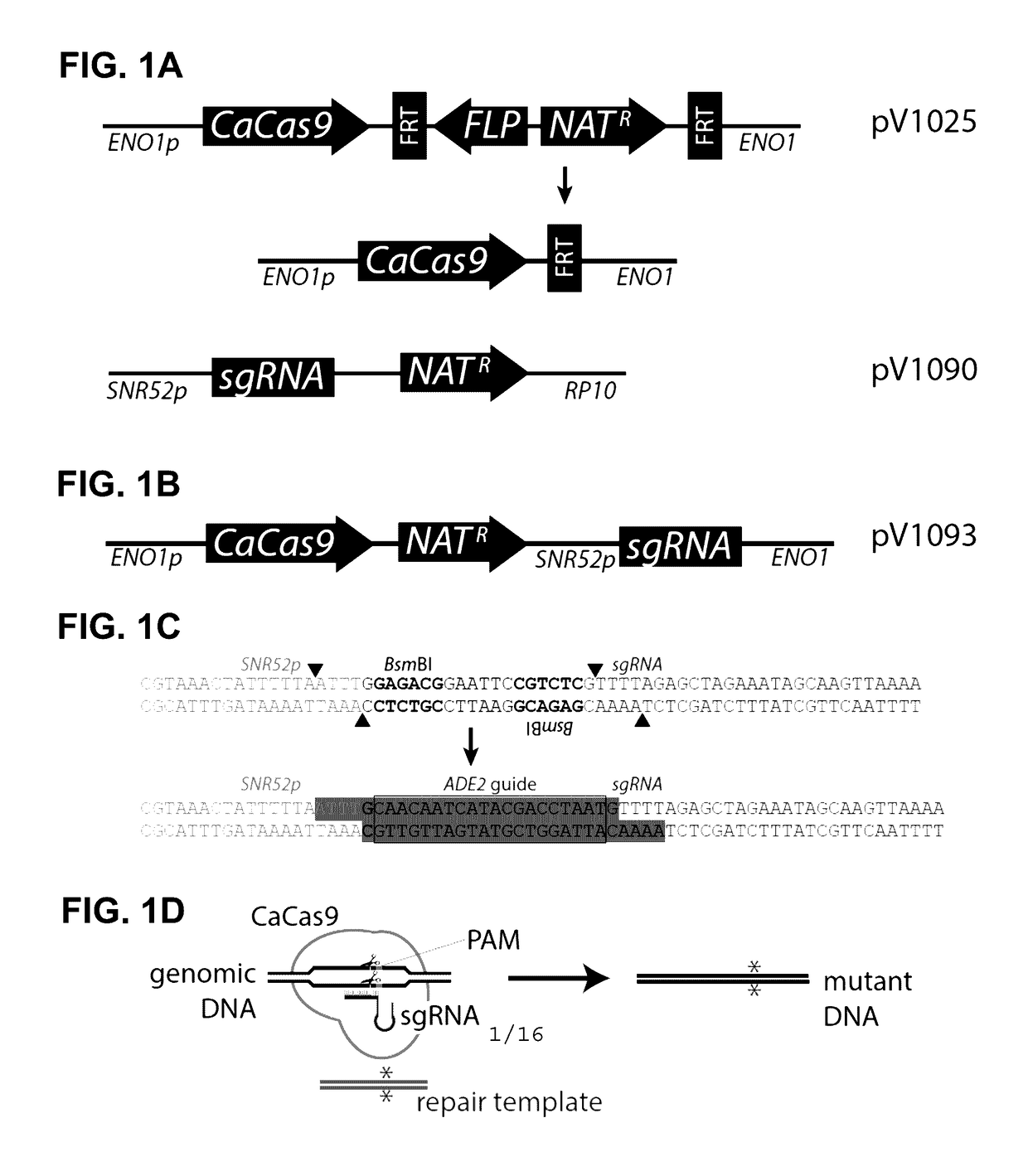 Compositions And Methods For Genetically Modifying Yeast