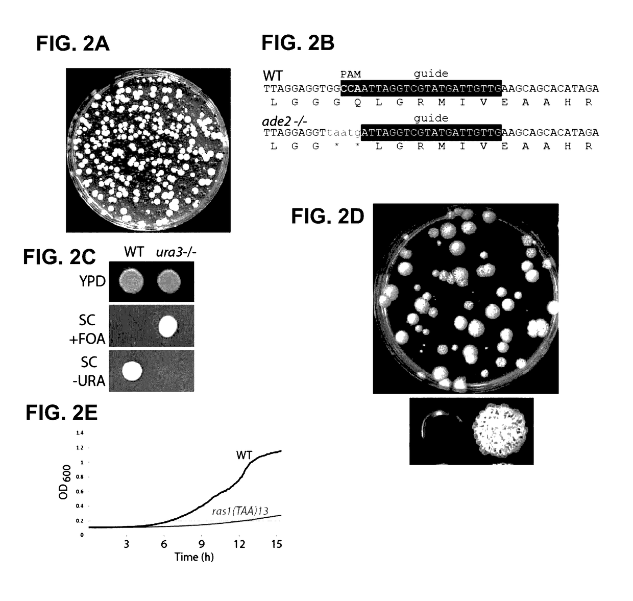 Compositions And Methods For Genetically Modifying Yeast