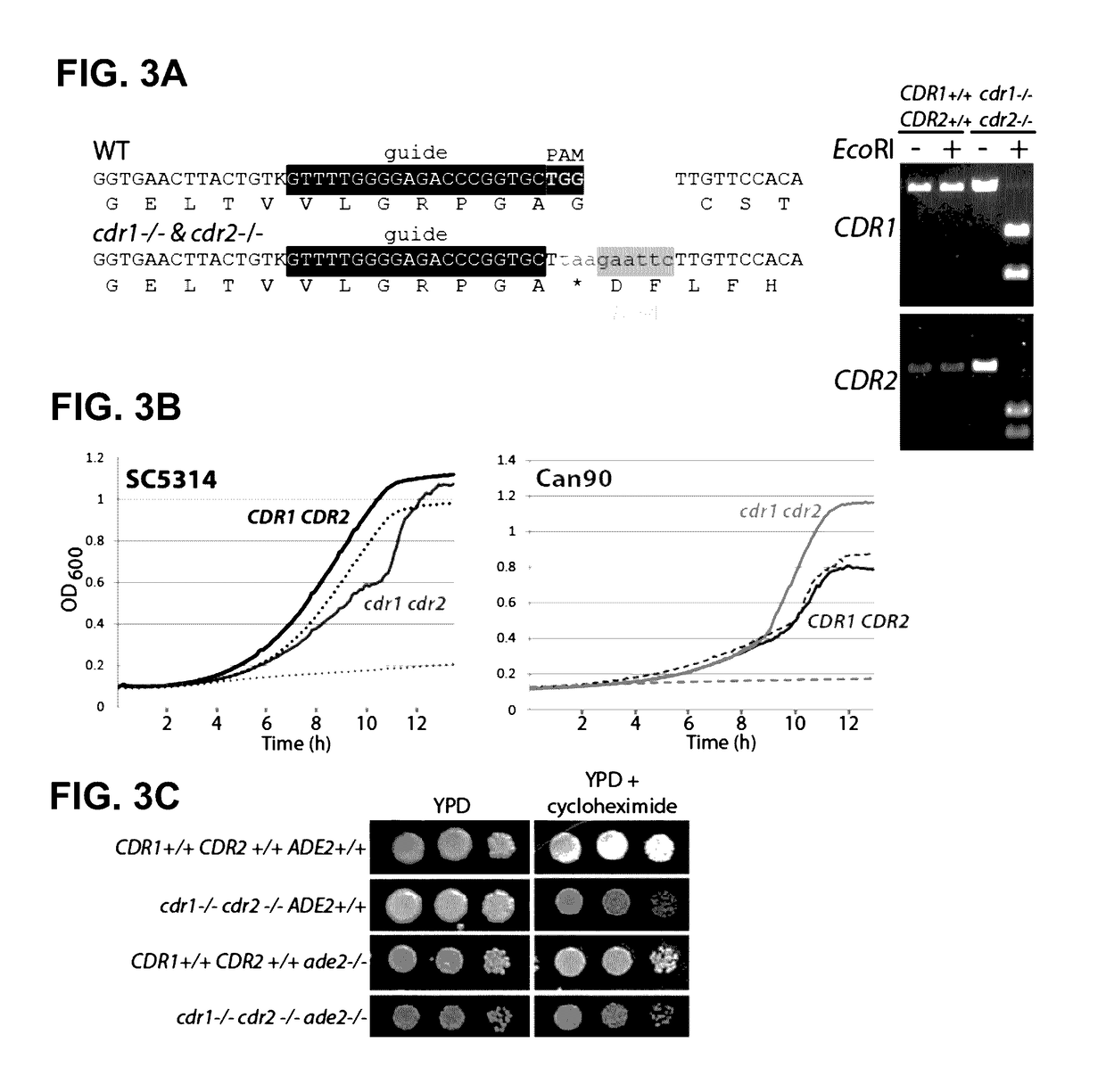 Compositions And Methods For Genetically Modifying Yeast