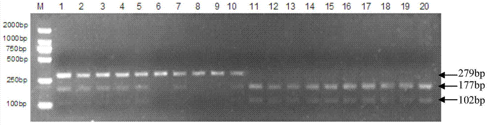 Method for identifying lines of lonicera japonica thunb (Damaohua and Jasminum duclouxii) based on PCR-RFLP