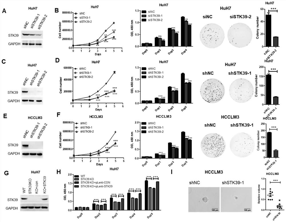 Application of liver cancer diagnosis and treatment oncogenic kinase marker