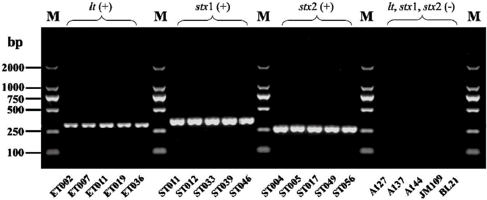 Qualitative and quantitative detection method for bacterium AB5 enterotoxin proteins