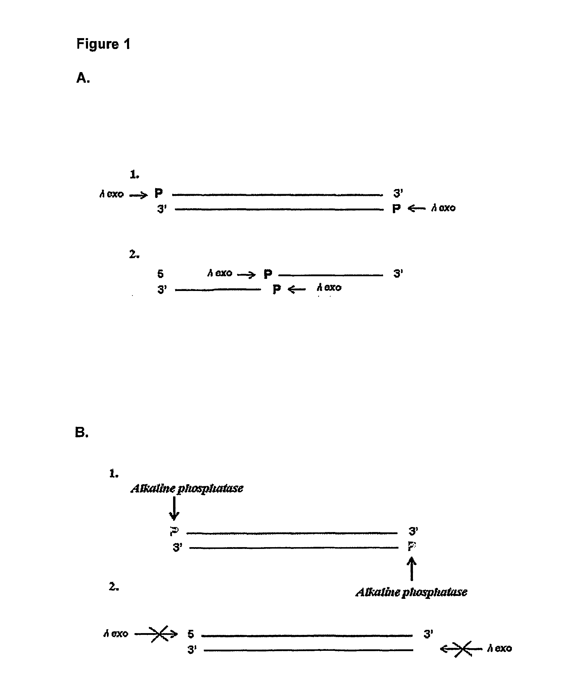 Methods and kits for detecting an enzyme capable of modifying a nucleic acid