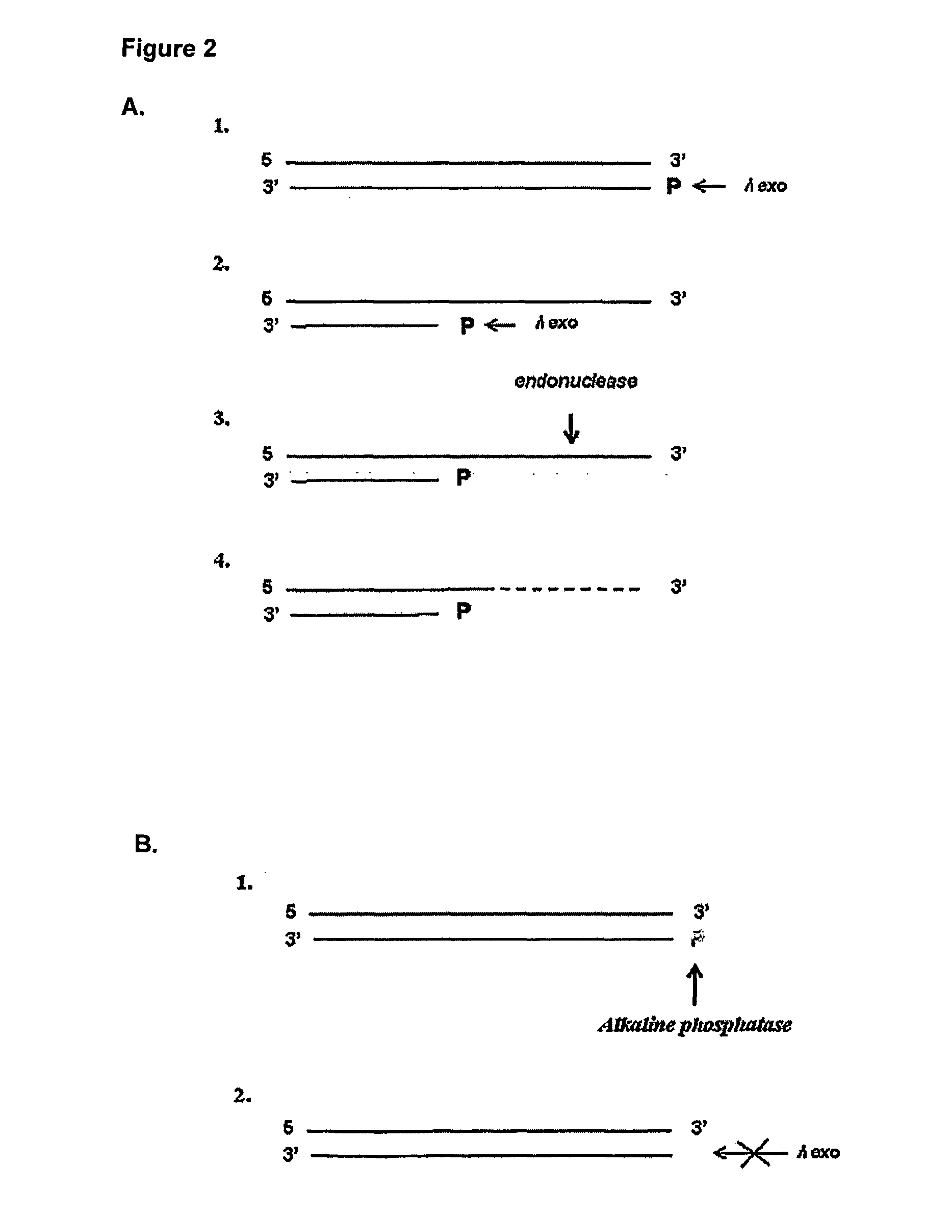 Methods and kits for detecting an enzyme capable of modifying a nucleic acid