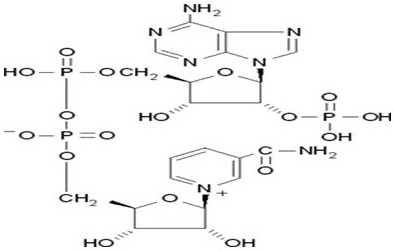 A kind of production method of oxidized nicotinamide adenine dinucleotide phosphate