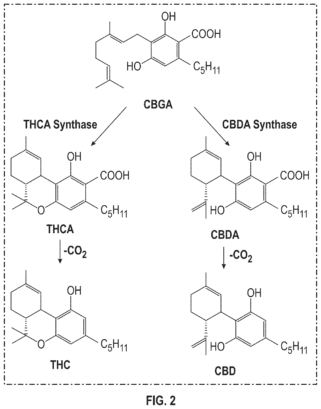 Systems and methods for enhancing trichome formation and density in cannabis