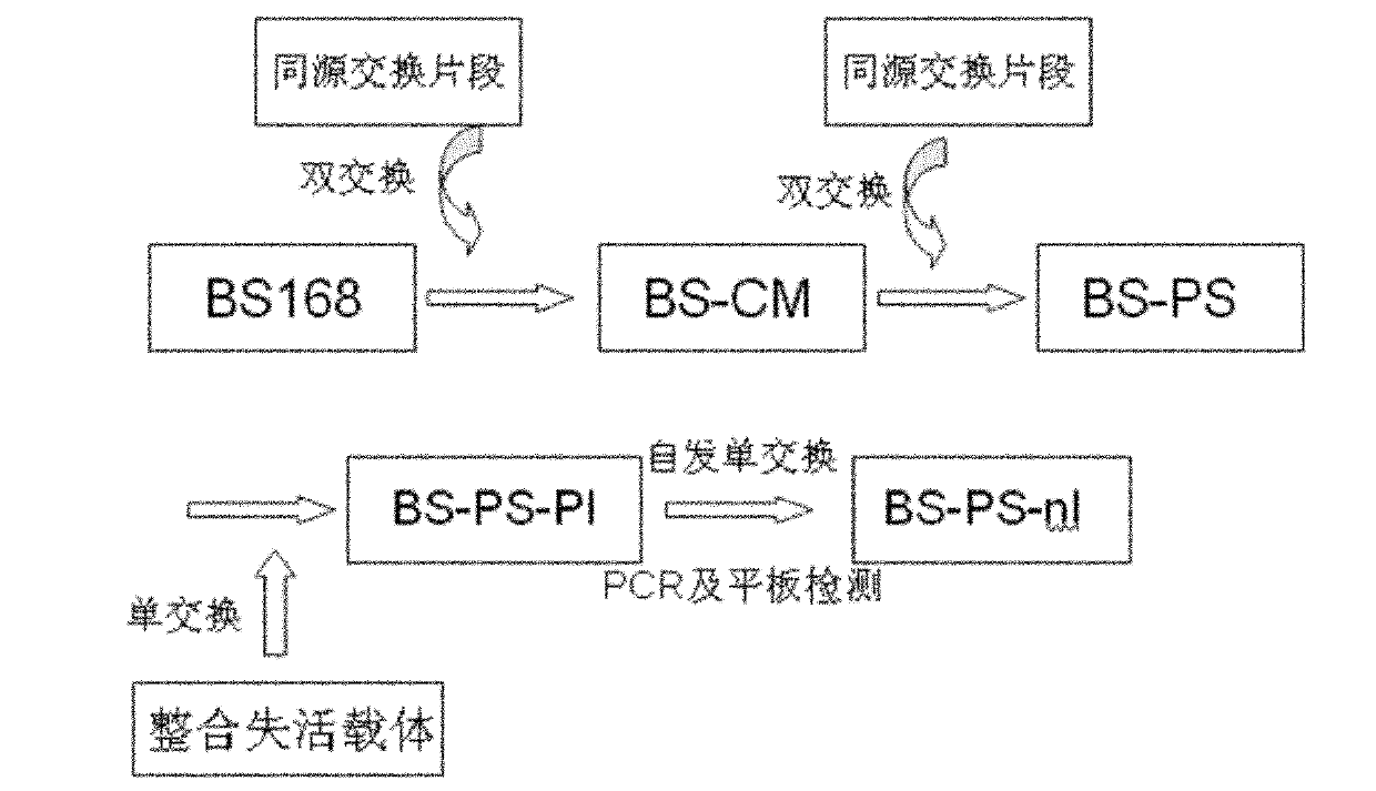 Antibiotic resistance maker-free bacillus subtilis constructing method and method for screening bacillus subtilis with inactivated target gene