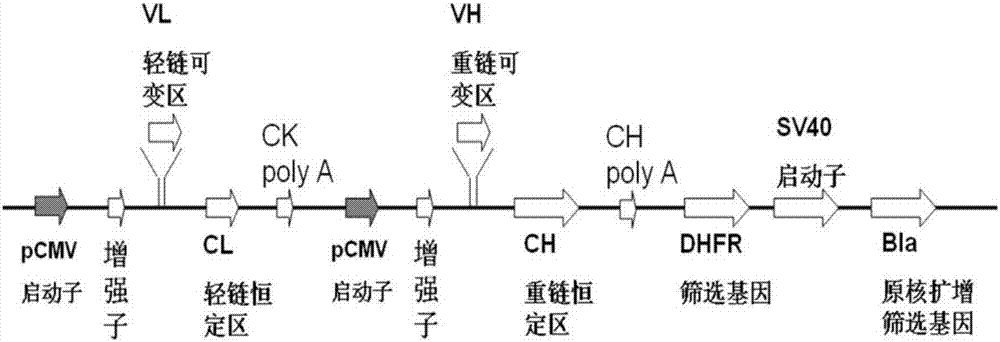 Monoclonal antibody 9A and application thereof