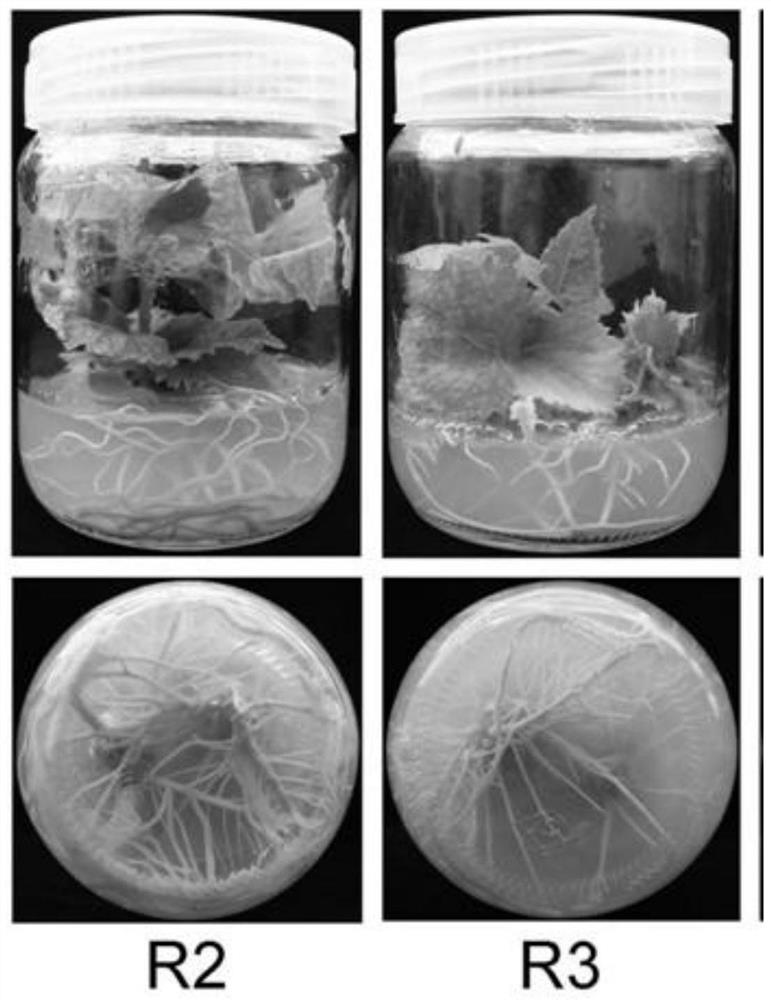 A method for rapid propagation of medicinal mulberry winter bud tissue culture regeneration