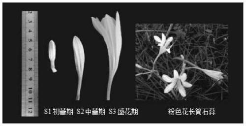 A kind of lycoris lldfrb gene and its expressed protein and application