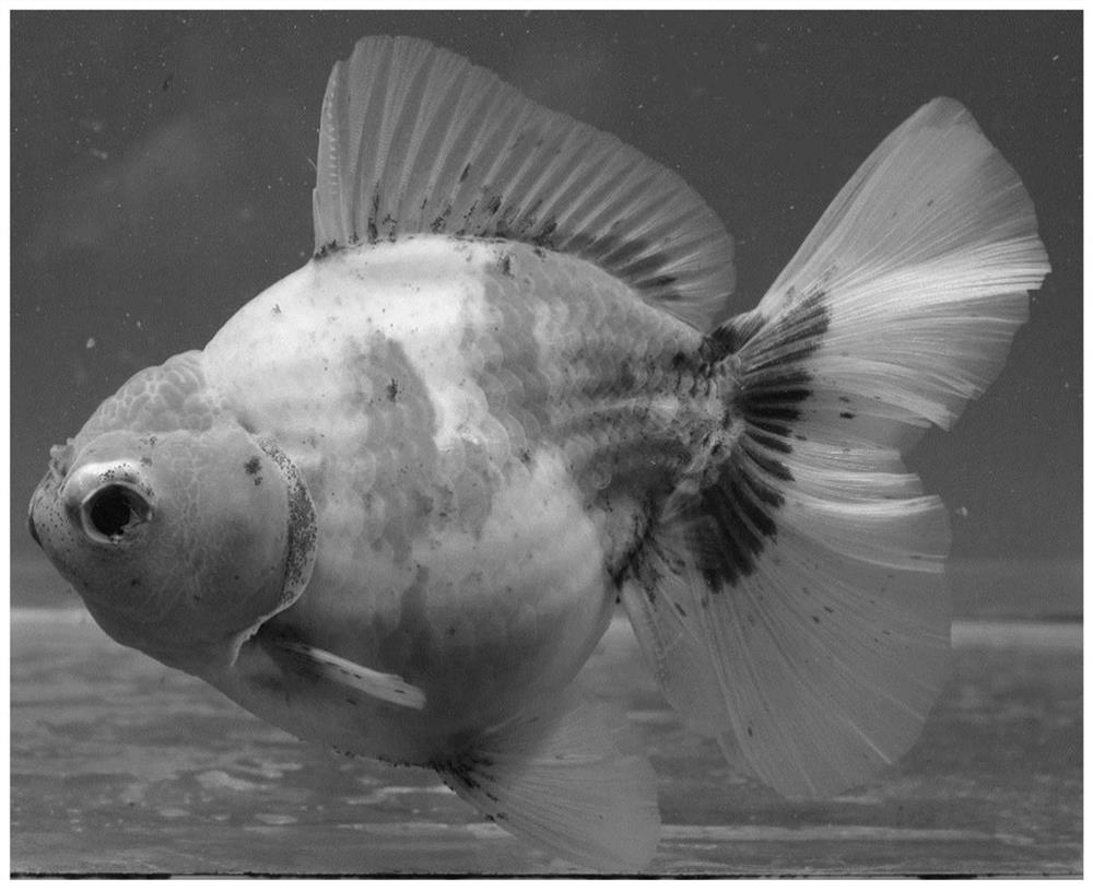 Batch breeding method of pleated-skirt taishi goldfish