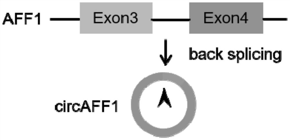 circRNA AFF1 and application thereof