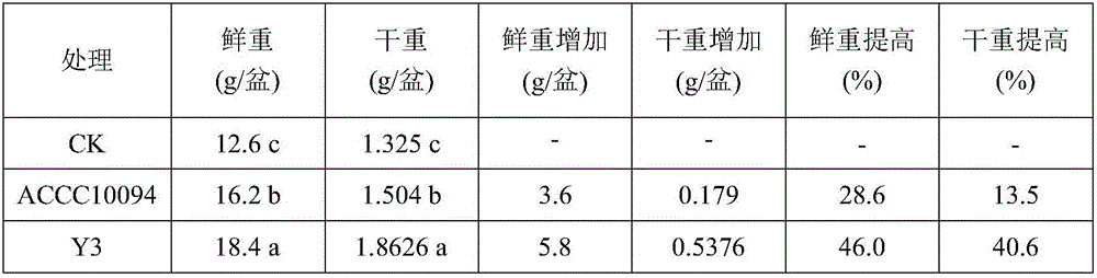 Bacillus circulans Y3 and application thereof in control of crop soil-borne diseases