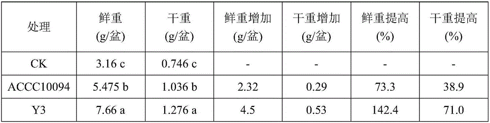 Bacillus circulans Y3 and application thereof in control of crop soil-borne diseases