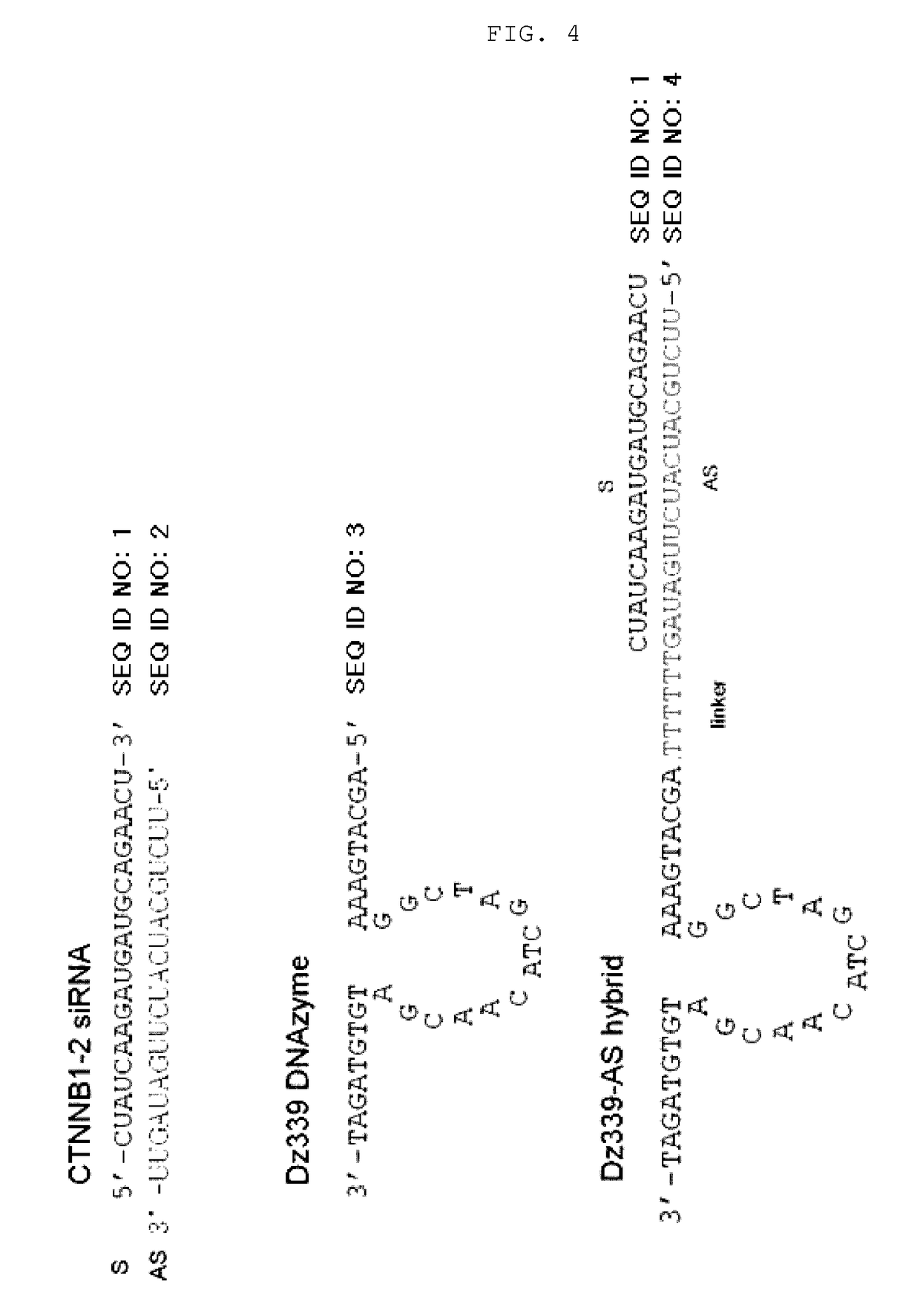 Nucleic acid molecules inducing RNA interference, and uses thereof