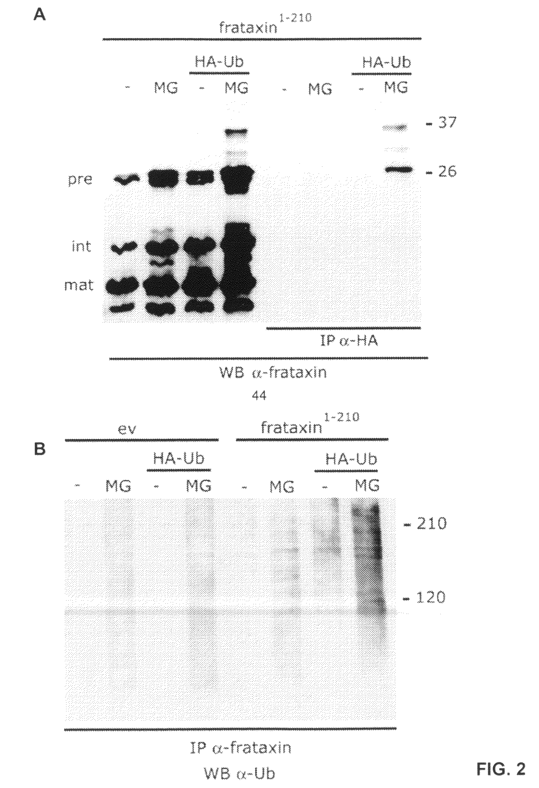 Compositions and methods for treating Friedreich's Ataxia