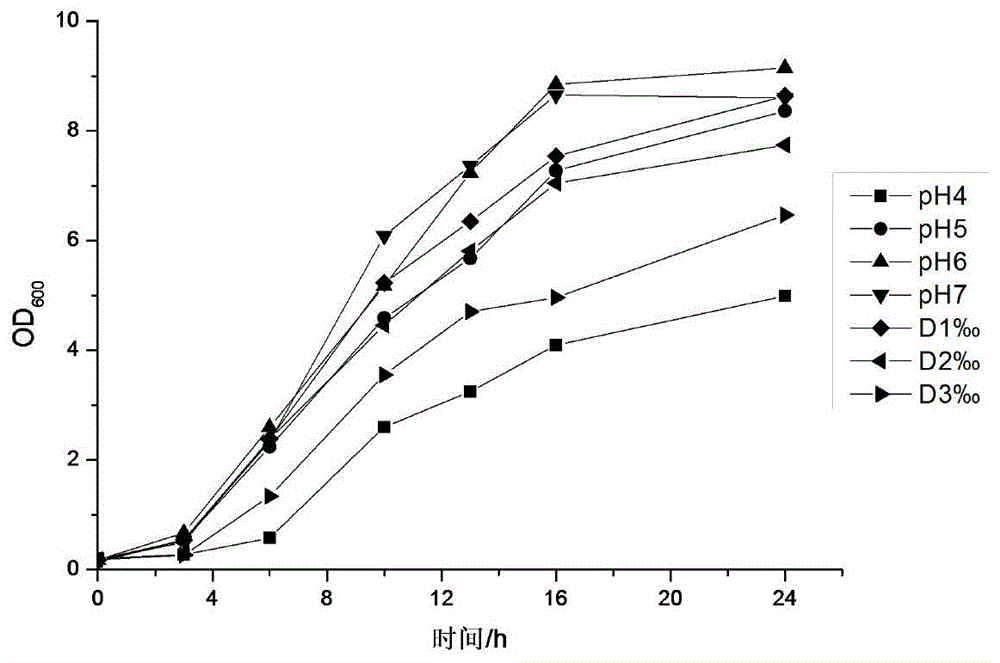 Lactobacillus plantarum for highly producing ethyl caprate and application of lactobacillus plantarum