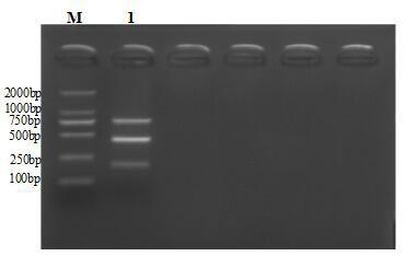 Multiplex PCR detection primer pairs for goose astrovirus, goose paramyxovirus and goose parvovirus, and detection method and application thereof