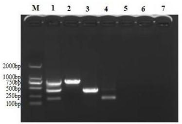 Multiplex PCR detection primer pairs for goose astrovirus, goose paramyxovirus and goose parvovirus, and detection method and application thereof