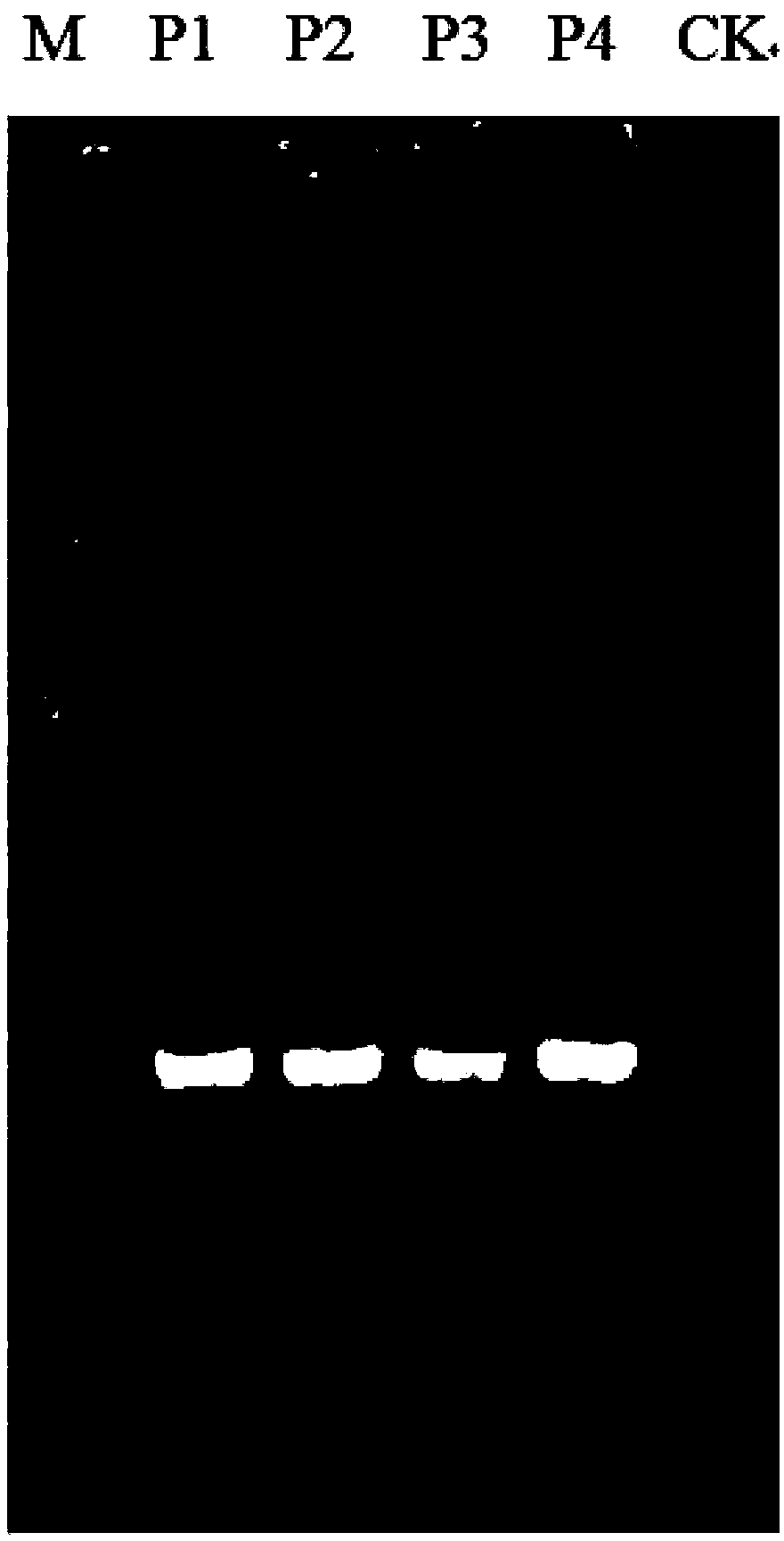 Bacterial strain of bacillus licheniformis with vitreoscilla hemoglobin gene as well as construction method and application of bacterial strain