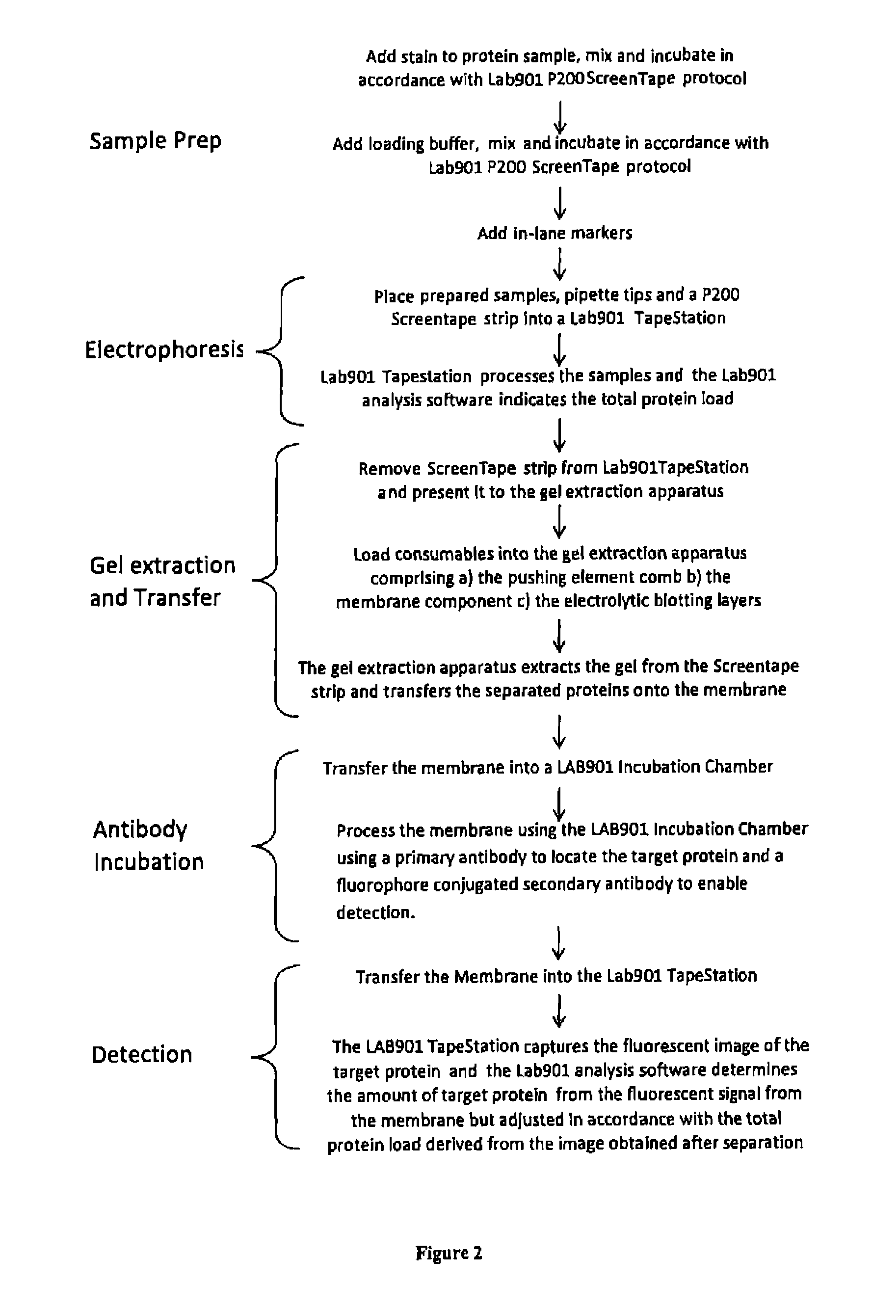 Western blot analytical technique