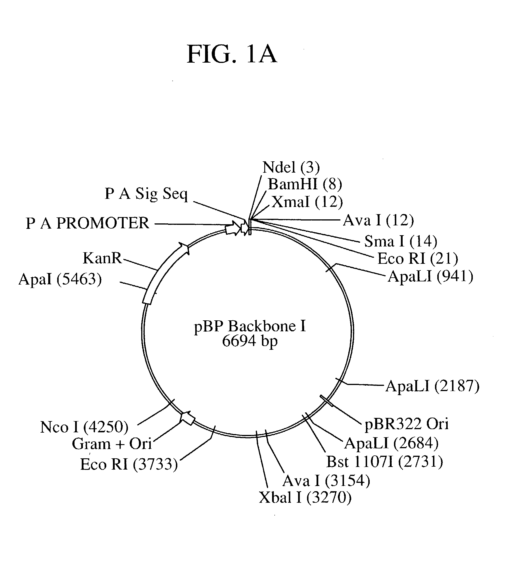 Recombinant immunogenic compositions and methods for protecting against lethal infections from Bacillus anthracis