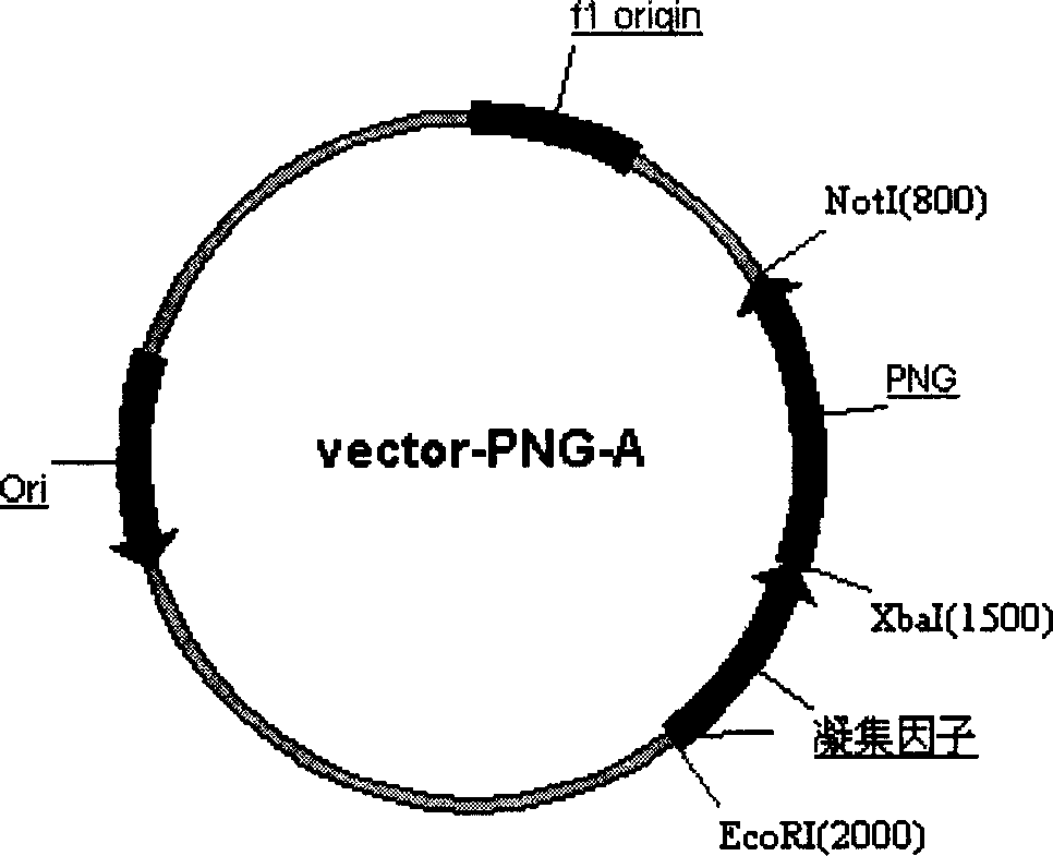 Production of Non-N glycosylated protein from yeast