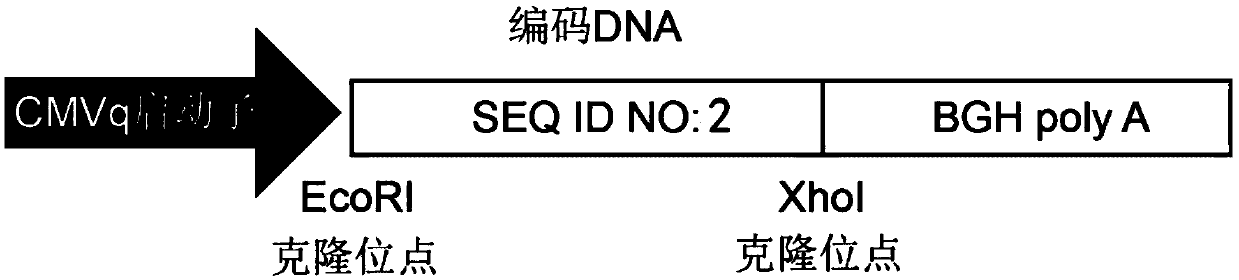 Polypeptide for inhibiting PD-L1 palmitoylation modification and expression and application of polypeptide