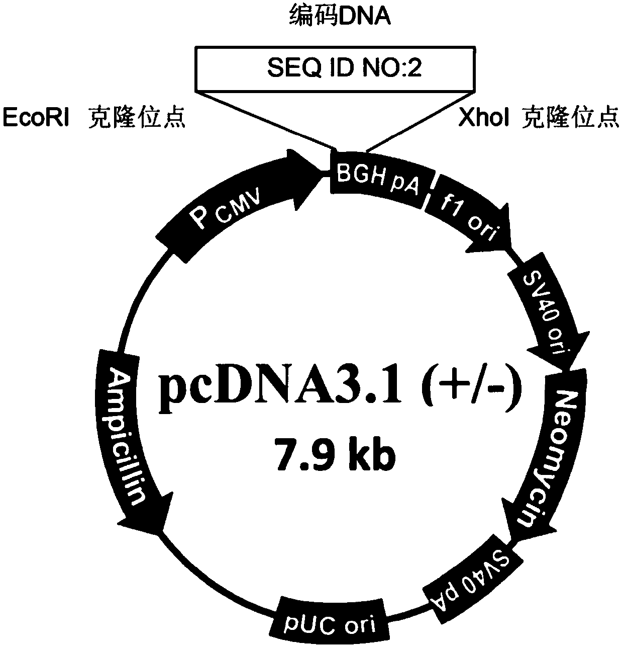 Polypeptide for inhibiting PD-L1 palmitoylation modification and expression and application of polypeptide