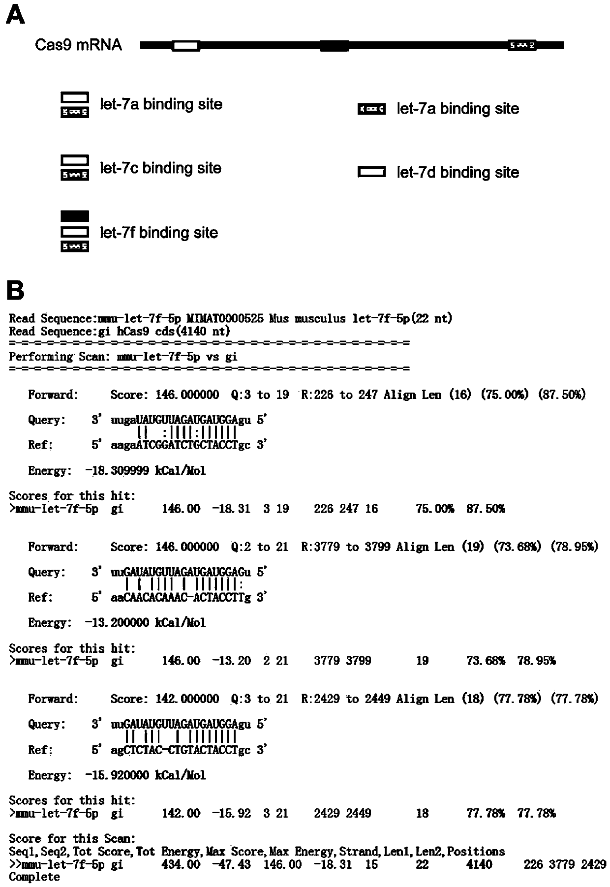 A nucleic acid molecule safely encoding cas9 protein and its expression vector