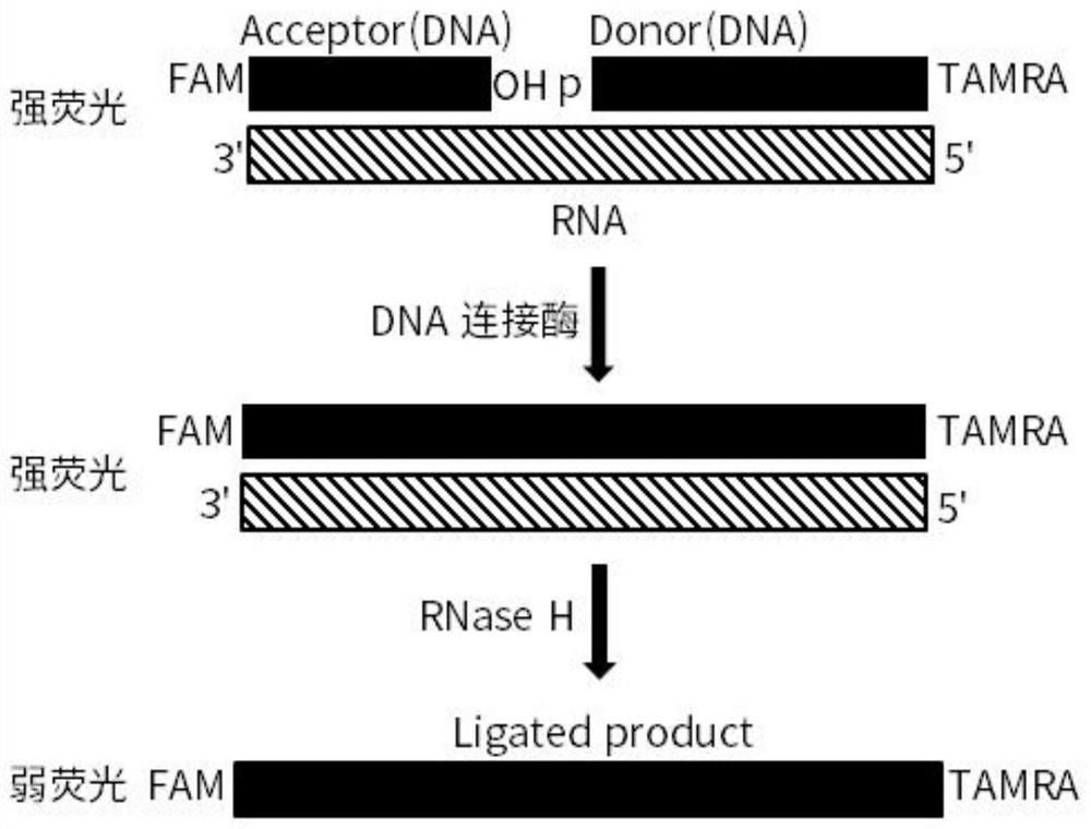 Enzyme activity determination method of DNA ligase