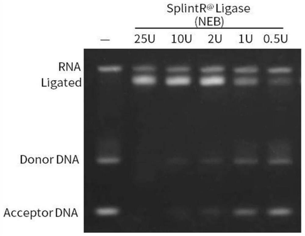 Enzyme activity determination method of DNA ligase