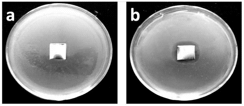 Antifouling and antibacterial treatment method for titanium and titanium alloy surface