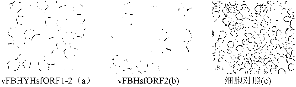 Recombinant virus expressing PCV2 codon optimized ORF1 and ORF2 tandem gene