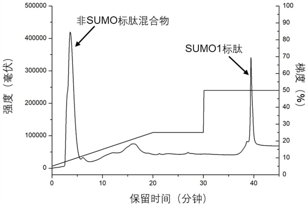 A method for the enrichment of sumoylated peptides based on anion-exchange chromatographic columns