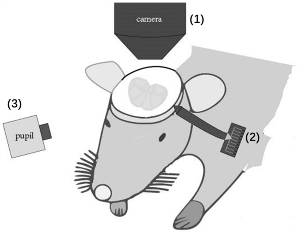 Optical computer interface system for whole-brain multi-mode neural activity detection