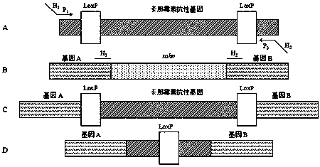 A kind of Escherichia coli mg1655 strain with deletion of sahn gene and its construction method and application