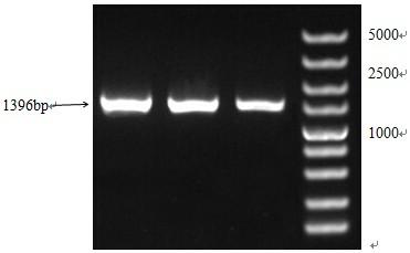 A kind of Escherichia coli mg1655 strain with deletion of sahn gene and its construction method and application