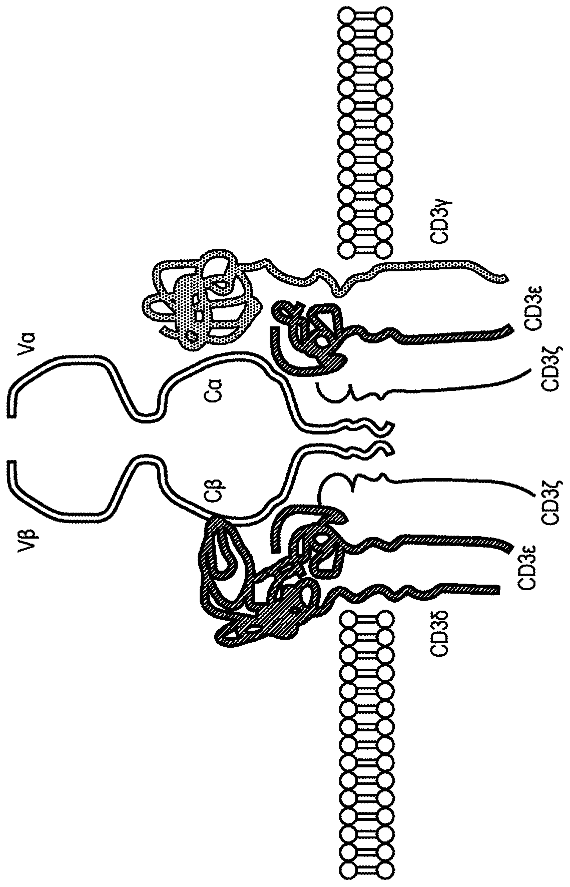 Ror1 car t-cells