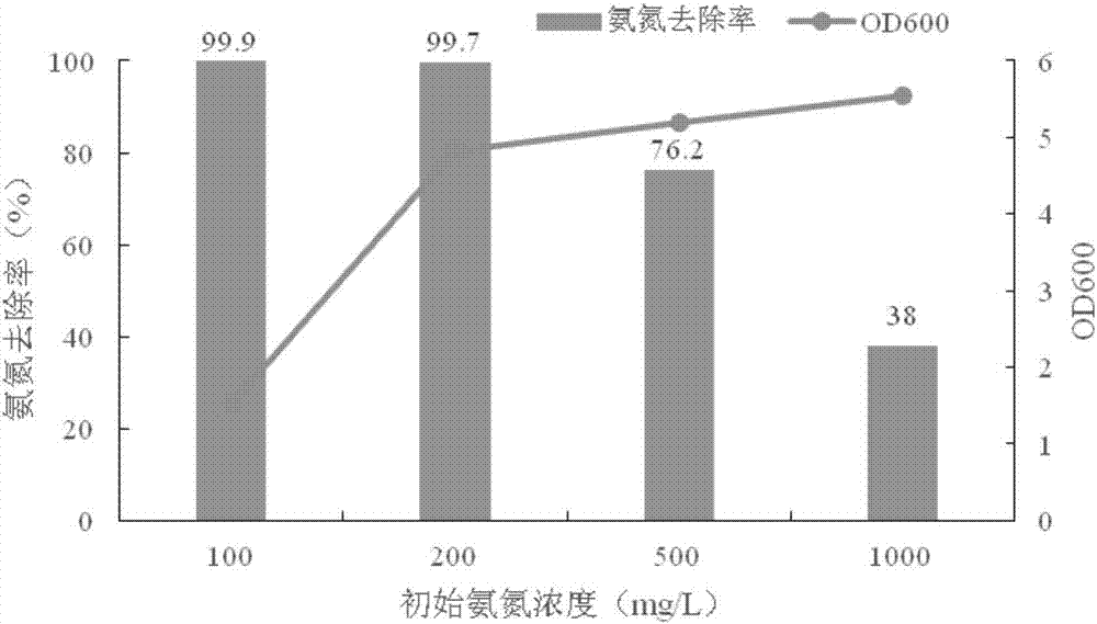 Pseudomonas sp. strain as well as cultivation method and application thereof