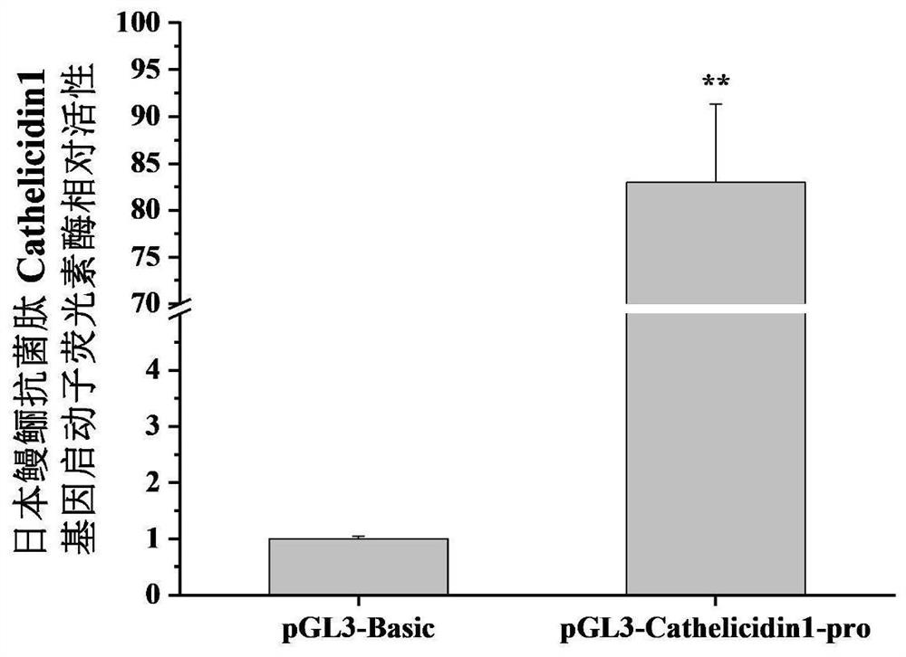 Anguilla japonica antibacterial peptide Cathelicidin1 gene promoter and application thereof