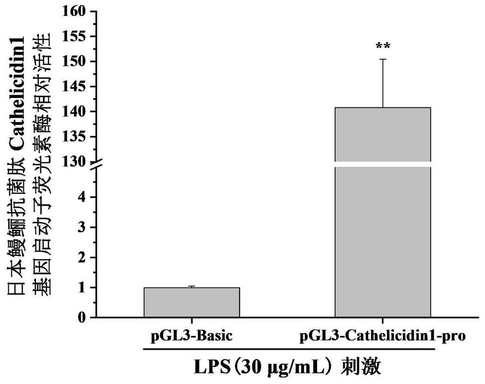 Anguilla japonica antibacterial peptide Cathelicidin1 gene promoter and application thereof