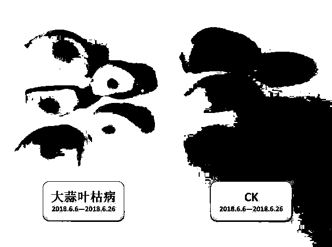 Resistance identification method of garlic tip blight