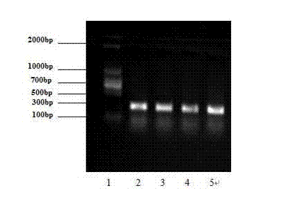 Knockout method of prion gene of goats